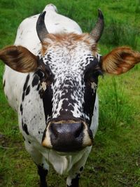 Close-up of cow on field