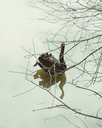 Low angle view of bird perching on tree against sky