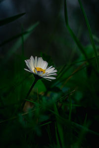 Close-up of white flower on field