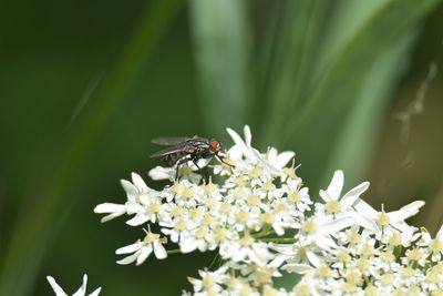 Bee pollinating flower