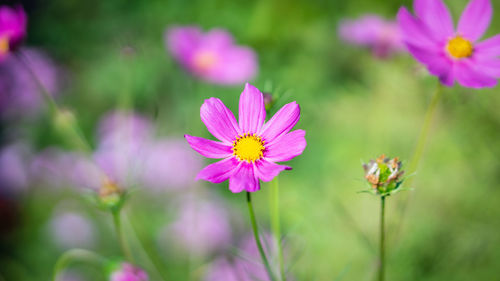 Close-up of pink cosmos flower