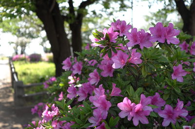 Close-up of pink flowers