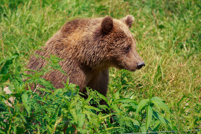 Bear sitting on field