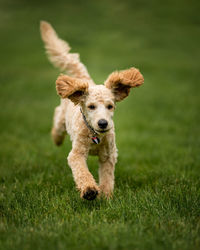 Portrait of dog running on grass