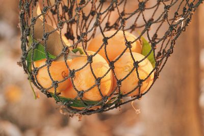 Close-up of orange fruit hanging on plant