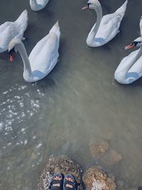 High angle view of birds in lake