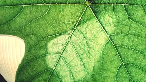 Close-up of fresh green leaf