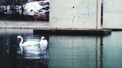 Swans swimming in lake