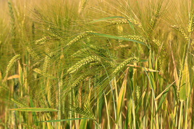 Close-up of wheat growing on field