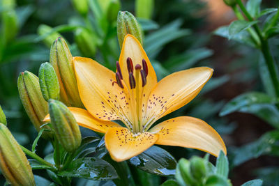 Close-up of yellow flowering plant