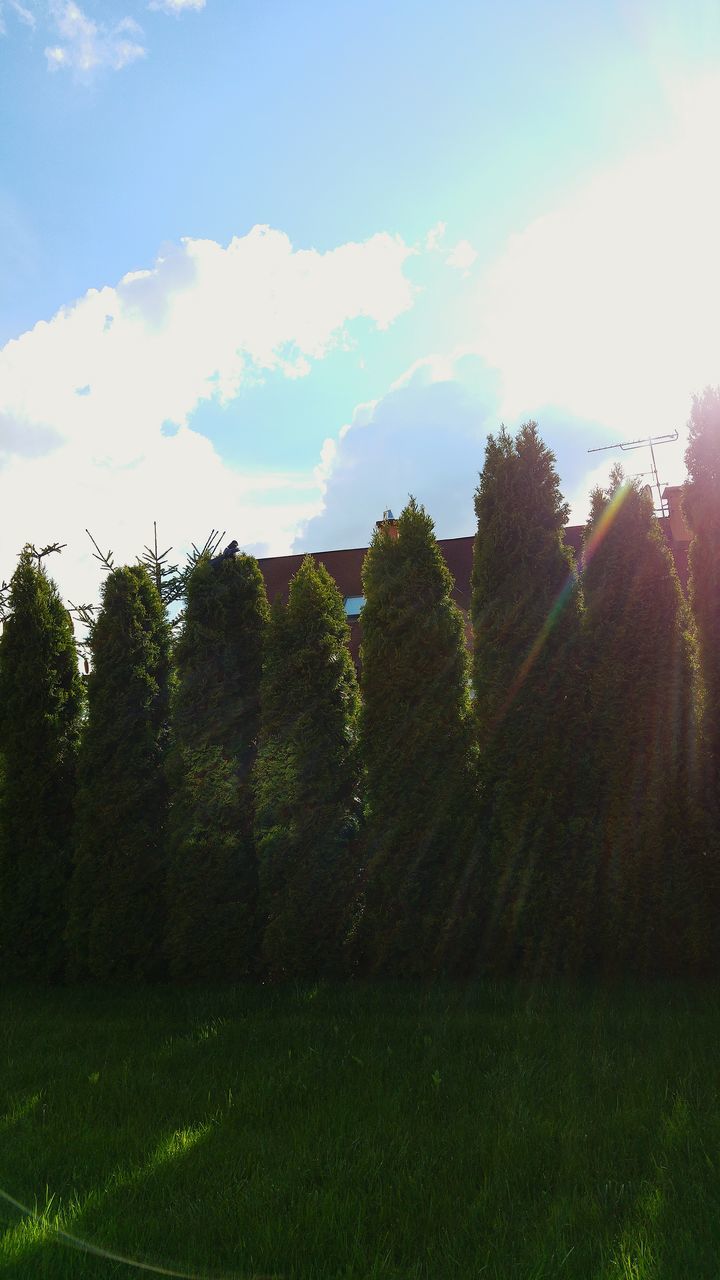 tree, sky, growth, grass, tranquility, field, tranquil scene, cloud - sky, green color, nature, beauty in nature, landscape, cloud, scenics, plant, grassy, blue, no people, day, outdoors