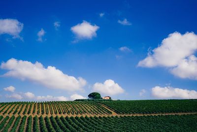 Scenic view of agricultural field against blue sky