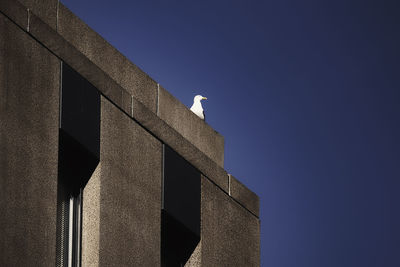 Low angle view of building against clear blue sky with seagull