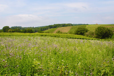 Scenic view of field against sky