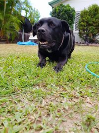 Black dog on grass