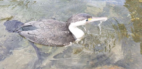 High angle view of duck swimming in lake