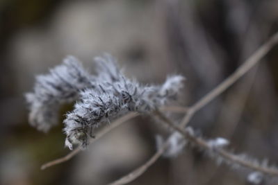 Close-up of snow on plant