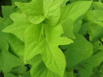 Full frame shot of green leaves