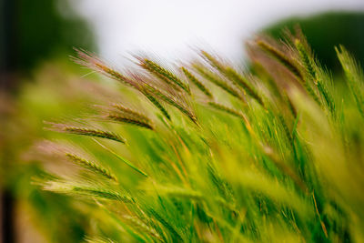 Close-up of grass growing in field