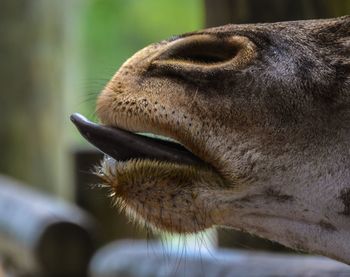 Close-up of iguana