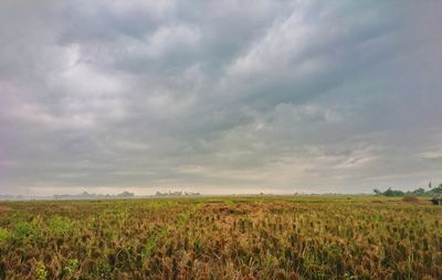 Scenic view of agricultural field against sky