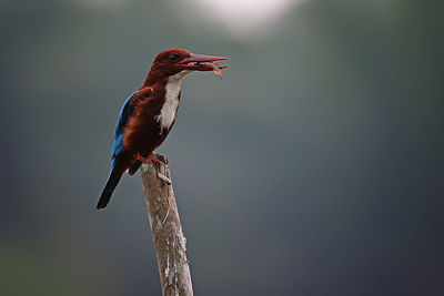 Kingfisher is eating