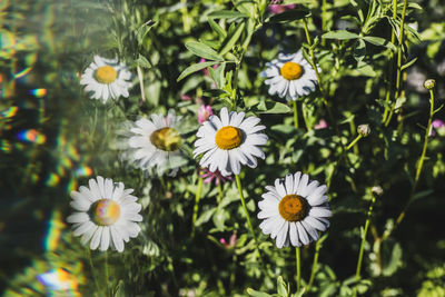 Close-up of white daisy flowers