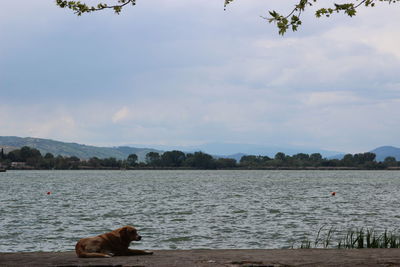 View of a dog in the lake