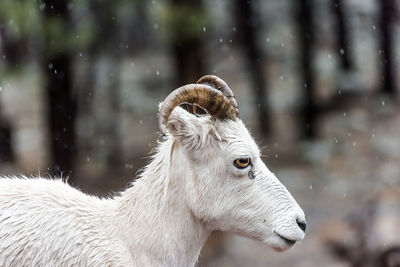 Close-up of a horse