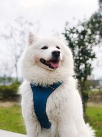 Close-up of a dog on field