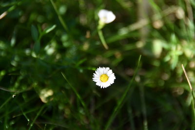 Close-up of white daisy flower