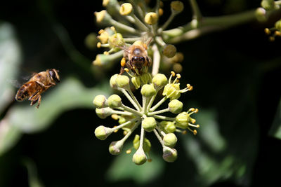 Close-up of bee on plant