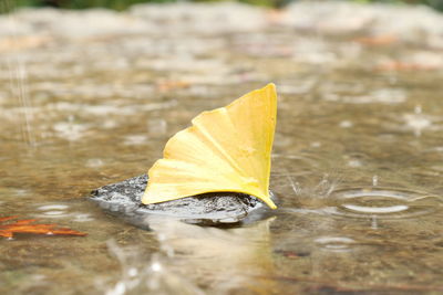 Close-up of yellow leaf in puddle