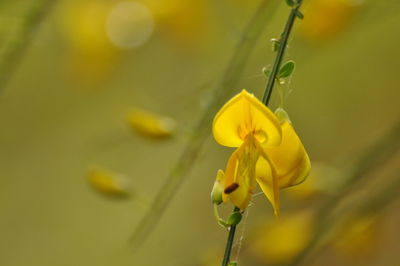 Close-up of yellow flowering plant