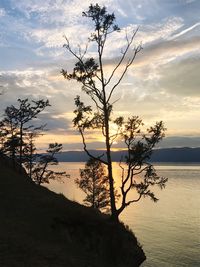Silhouette tree by sea against sky during sunset