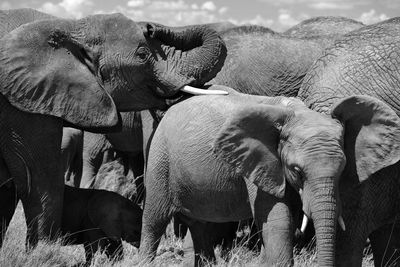 Elephants walking on field