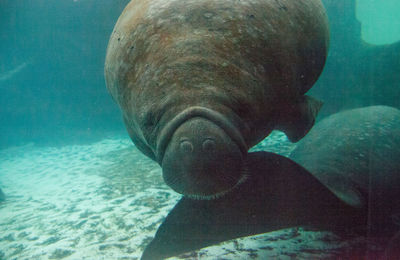 Close-up of sea fish swimming