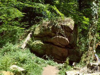 Trees growing in forest