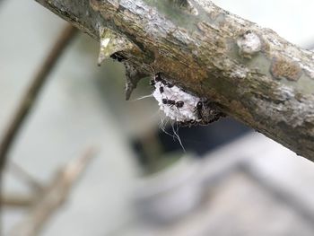 Close-up of spider on web