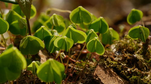 Close-up of plants growing on field