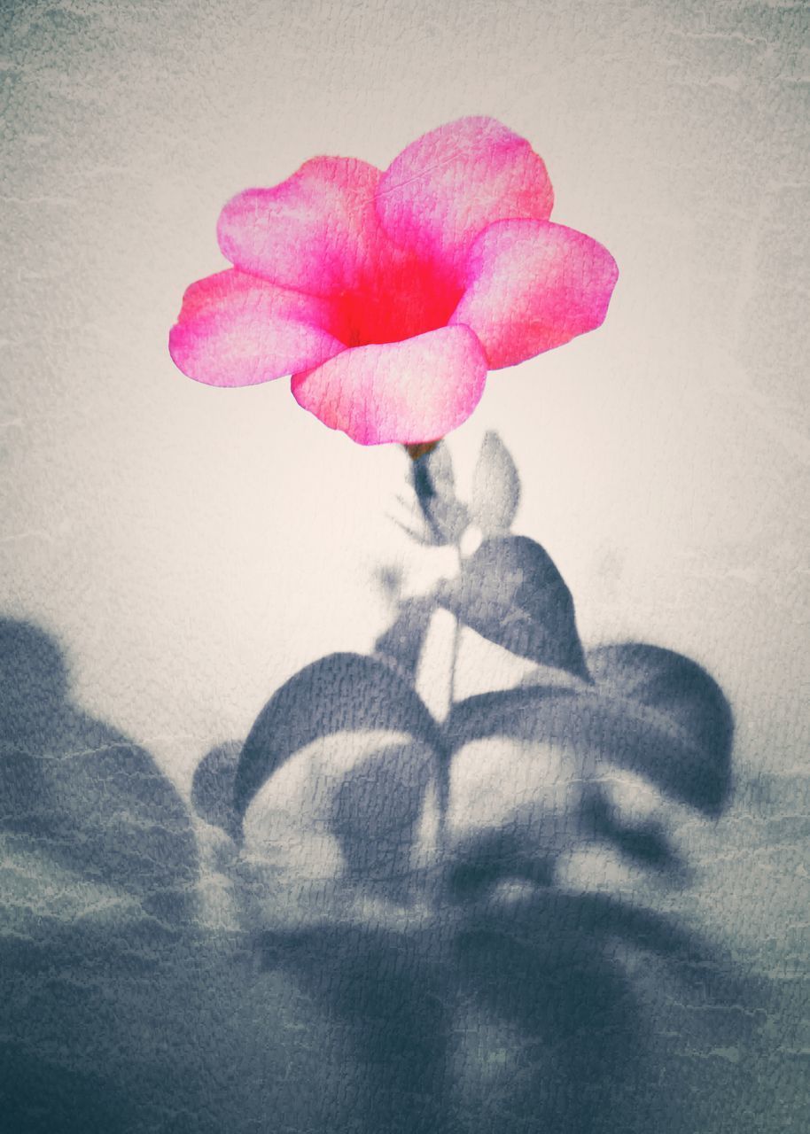 CLOSE-UP OF FLOWER ON HAND