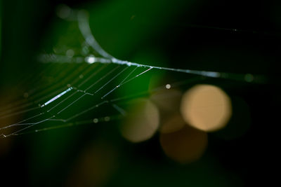 Close-up of water drops on leaf