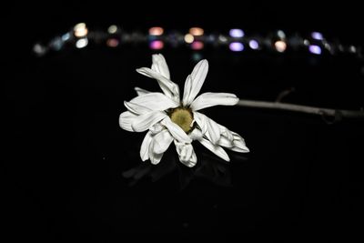 Close-up of white flowering plant against black background