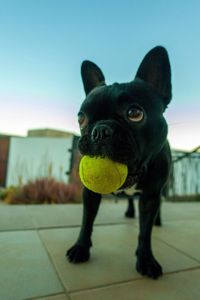 Close-up of french bulldog carrying ball on floor