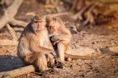 Monkeys sitting on a field