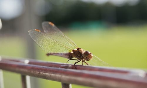 Close-up of insect on plant