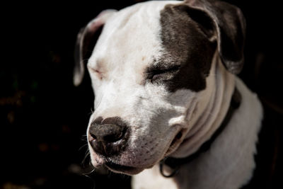 Close-up of dog looking away