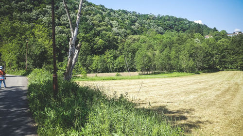 Scenic view of land against trees in forest