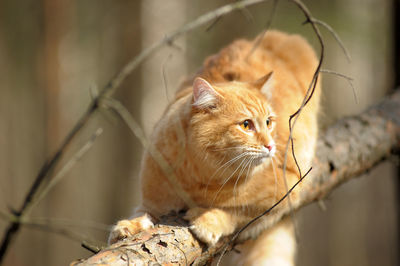 Close-up of a cat looking away