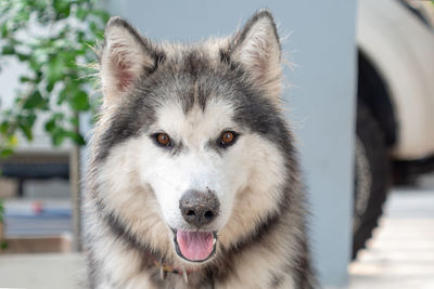 Close-up face of the siberian dog opened mouth with nose sloppy.